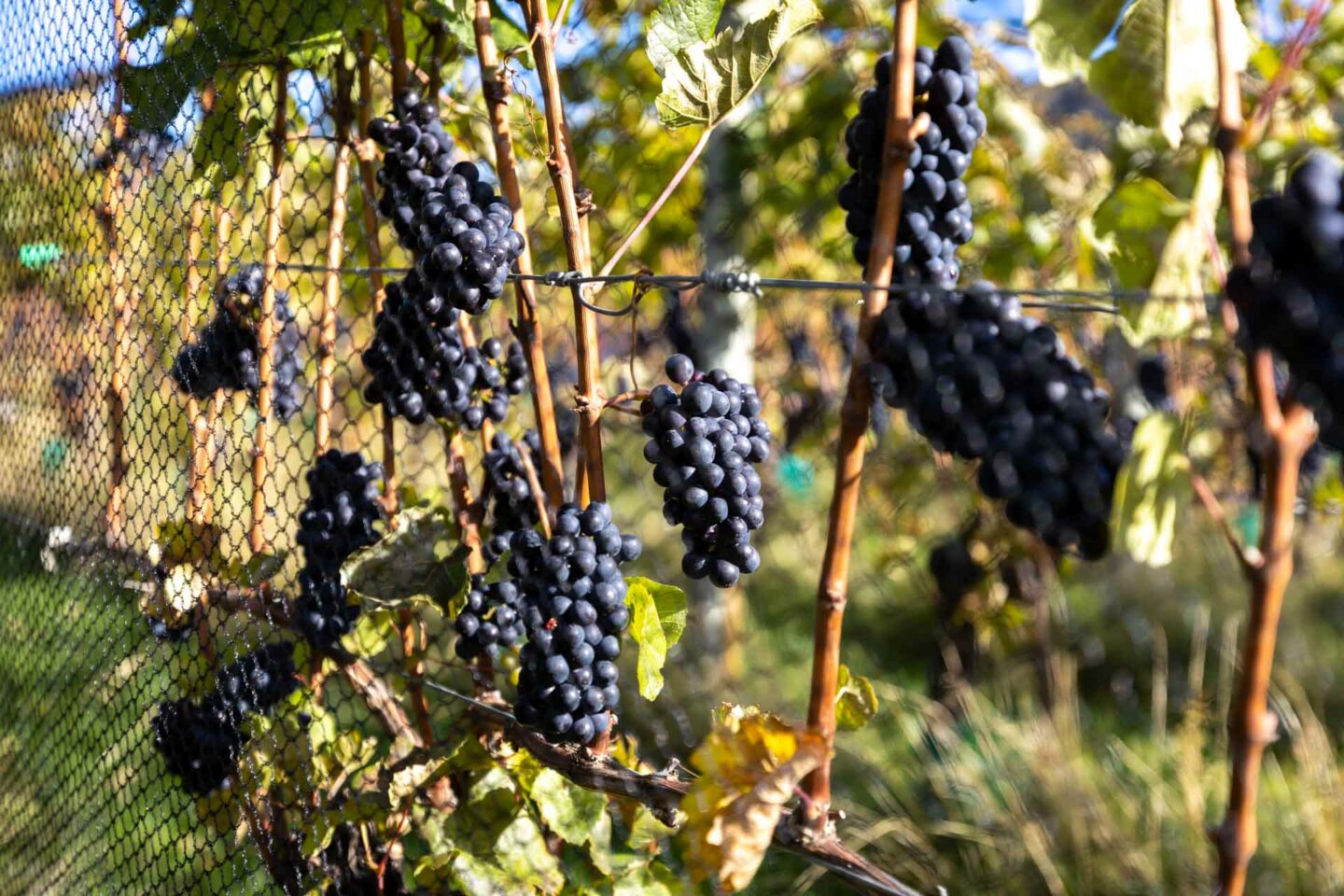 appellation wine tour 6