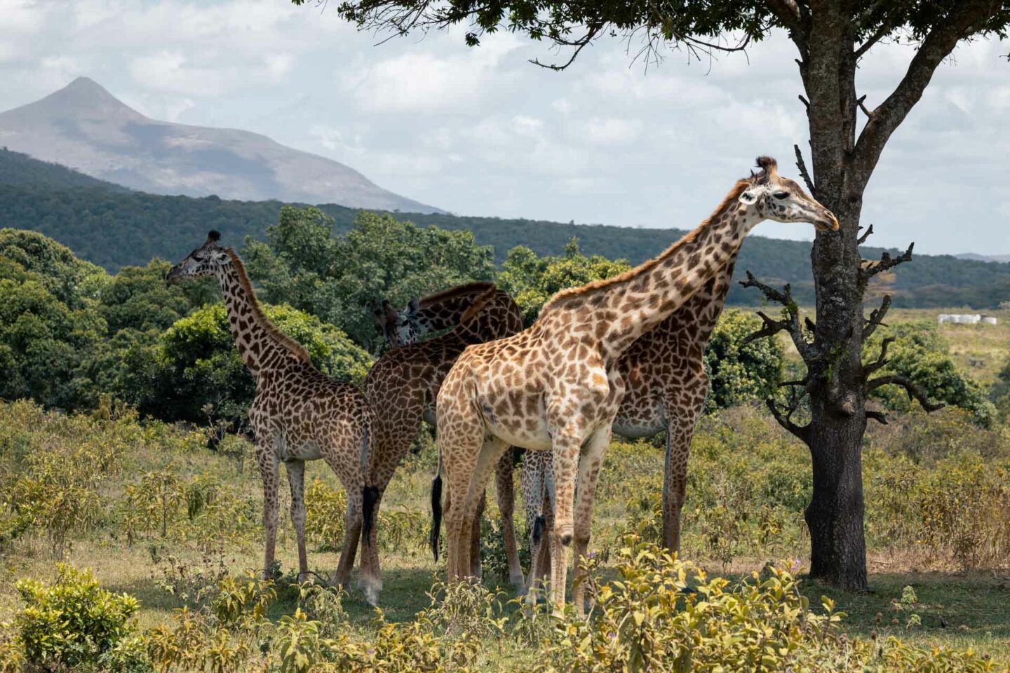 safari in arusha, arusha safari, arusha national park, 3 day tanzania safari, 3 day safari tanzania