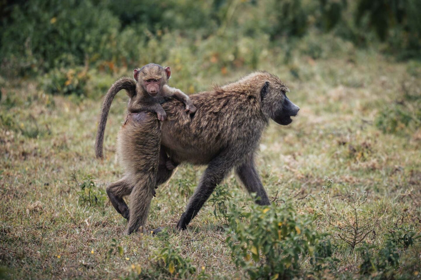 Arusha National Park 11