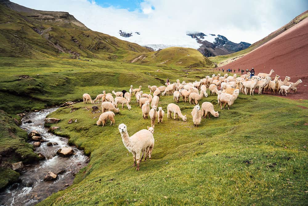 vinicunca peru, vinicunca, vinicunca mountain peru, vinicunca mountain, vinicunca rainbow mountain, rainbow mountain peru tour, rainbow mountain cusco, peru mountains, rainbow mountain peru day trip, rainbow mountains of peru, ausangate trek, rainbow mountain trek peru, rainbow mountain tour from cusco, rainbow mountain cusco peru, rainbow mountain trek, rainbow hills peru, rainbow mountain peru location, mountain rainbow peru, rainbow mountain peru hike, ausangate trek peru, colored mountains peru, cusco to rainbow mountain, ausangate mountain, rainbow mountain from cusco, rainbow mountain hike, hiking rainbow mountain peru, hiking in peru, ausangate, colorful mountains in peru, rainbow mountain trail, 7 color mountain, hiking rainbow mountain, highest point in peru, tallest mountain in peru, rainbow mountain peru map, famous mountain in peru, rainbow mountain peru weather, how to get to rainbow mountain peru, rainbow mountain weather, rainbow mountains peru, peru rainbow mountains, rainbow mountain in peru, rainbow mountain of peru, rainbow mountain tour peru, the rainbow mountain peru, rainbow mountain hike peru, andes mountain peru, hike rainbow mountain, rainbow mountain elevation, color mountain peru, cusco rainbow mountain, peru mountain, mountain ranges in peru