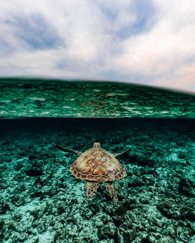 virgin island bohol, balicasag island, balicasag island snorkeling, balicasag snorkeling, bohol beach, bohol tourist spot, virgin island panglao, virgin island panglao bohol, balicasag island hopping, bohol snorkeling, balicasag bohol, bohol island hopping rates, panglao island hopping, bohol island hopping tour, virgin island bohol philippines, best beaches in bohol, panglao island hopping tour, snorkeling panglao, balicasag island blog, panglao to balicasag island