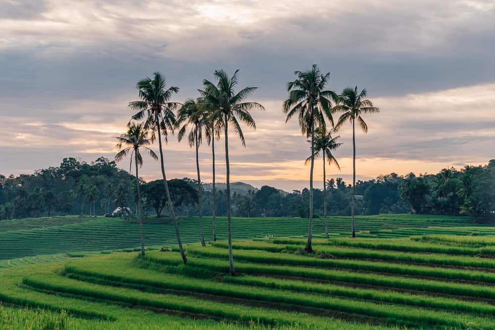 candapdapan rice terraces, bohol rice terraces, bohol tour, panglao bohol, bohol day tour, bohol trip, things to do in bohol, bohol travel, what to do in bohol, where to go in bohol, bohol attractions, bohol map, places to visit in bohol, bohol island tour, bohol tourist attractions, bohol travel guide, bohol to cebu, bohol tourist spots list, bohol chocolate hills tour, what to see in bohol, bohol philippines map, how to get to bohol, beautiful places in bohol, bohol spots, places to go in bohol, best places in bohol, places in bohol, bohol guide, bohol pictures, bohol tourist map, bohol what to do, bohol places to visit, best of bohol, beautiful spots in bohol