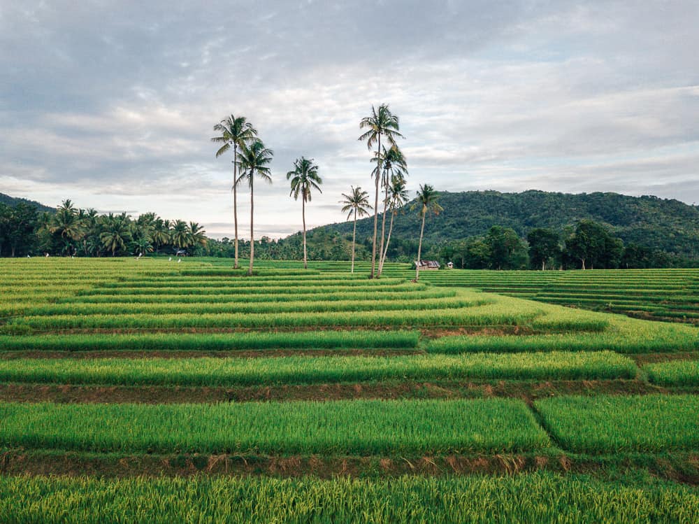 candapdapan rice terraces, bohol rice terraces, bohol tour, panglao bohol, bohol day tour, bohol trip, things to do in bohol, bohol travel, what to do in bohol, where to go in bohol, bohol attractions, bohol map, places to visit in bohol, bohol island tour, bohol tourist attractions, bohol travel guide, bohol to cebu, bohol tourist spots list, bohol chocolate hills tour, what to see in bohol, bohol philippines map, how to get to bohol, beautiful places in bohol, bohol spots, places to go in bohol, best places in bohol, places in bohol, bohol guide, bohol pictures, bohol tourist map, bohol what to do, bohol places to visit, best of bohol, beautiful spots in bohol