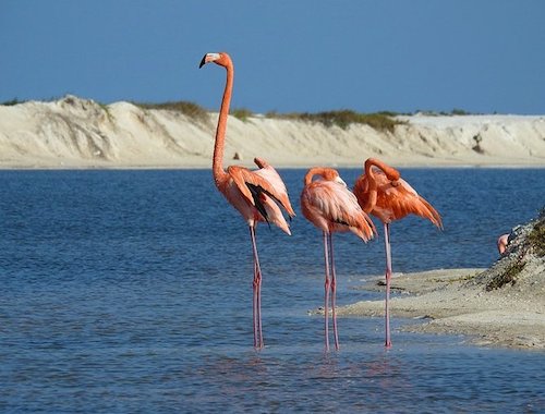 Chichen Itza the Pink lagoon and Pink flamingos