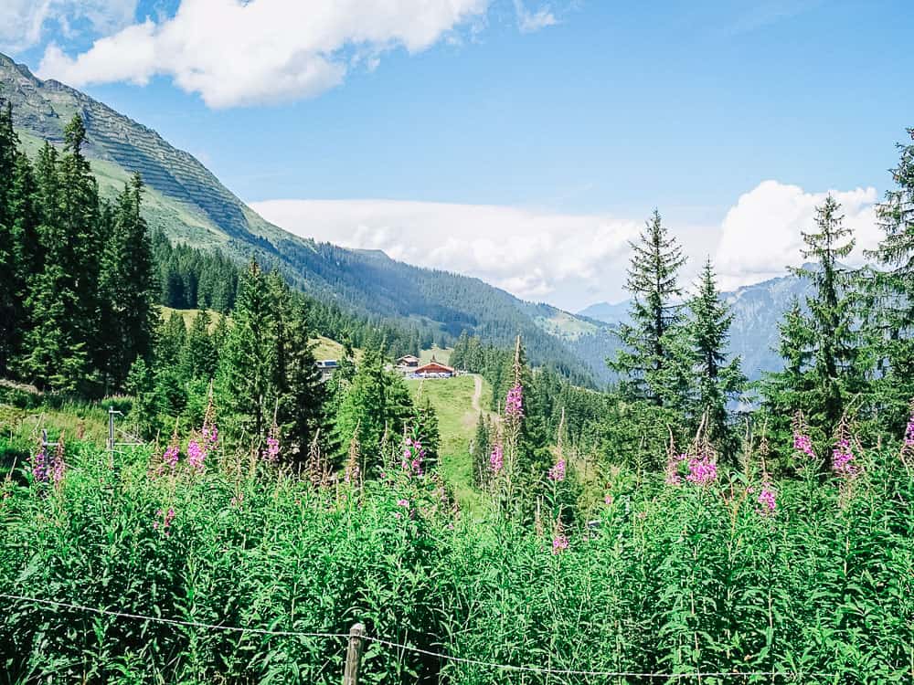 Mürren to Grutschalp trail with flowers and mountain view
