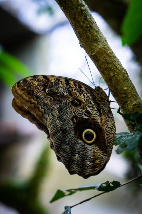 3 Day Siquijor Itinerary - The Ultimate Guide 24 butterfly sanctuary siquijor, siquijor butterfly park, siquijor butterfly sanctuary