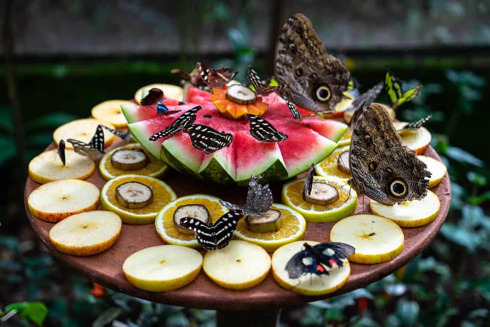 butterfly sanctuary siquijor, siquijor butterfly park, siquijor butterfly sanctuary