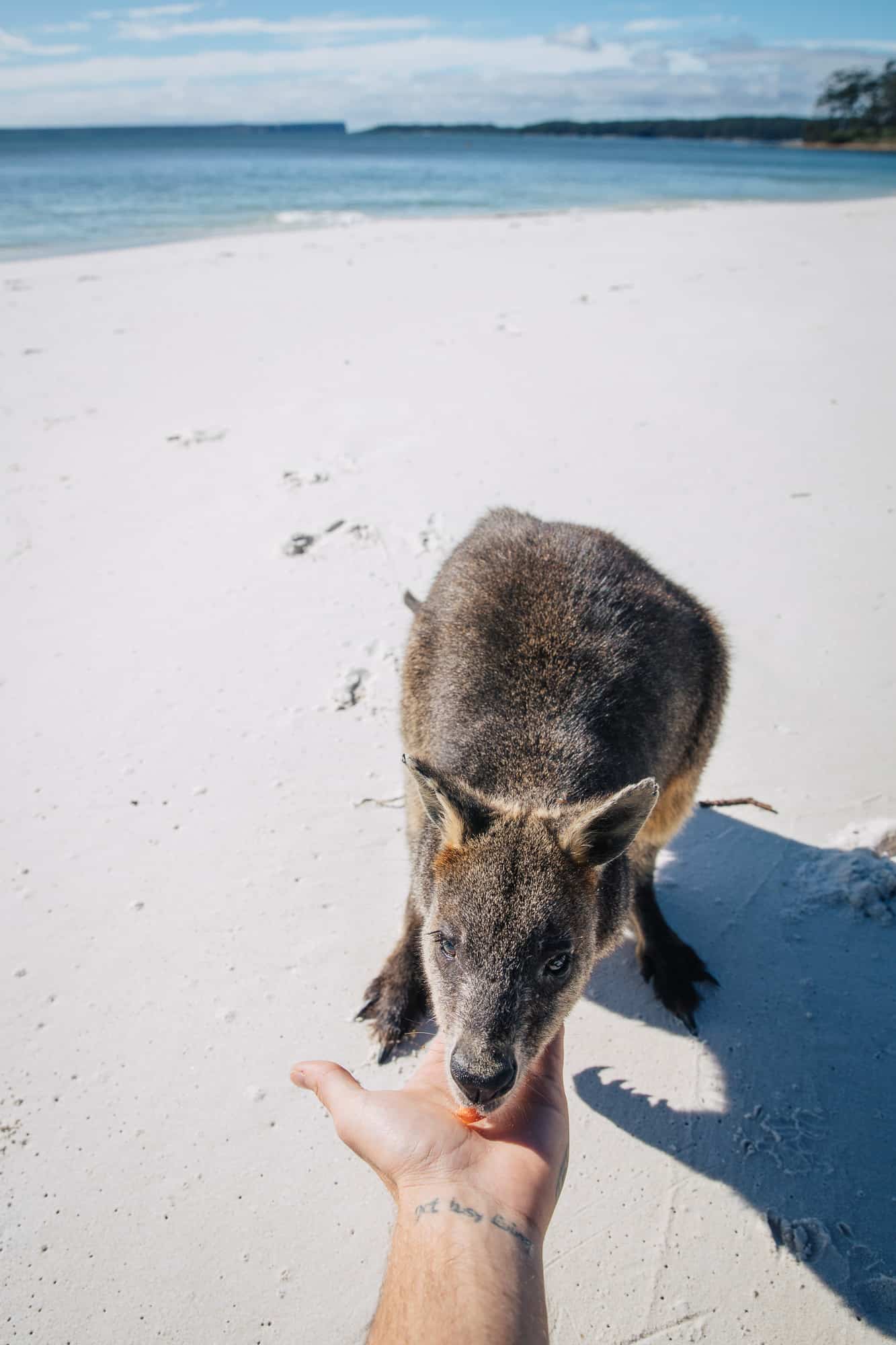 things to do in jervis bay, jervis bay things to do, jervis bay activities, jervis bay attractions, jervis bay camping, jervis bay holiday park, things to do jervis bay, things to do at jervis bay, what to do in jervis bay, beaches in jervis bay, accommodation in jervis bay, beaches at jervis bay, green patch beach, green patch beach jervis bay