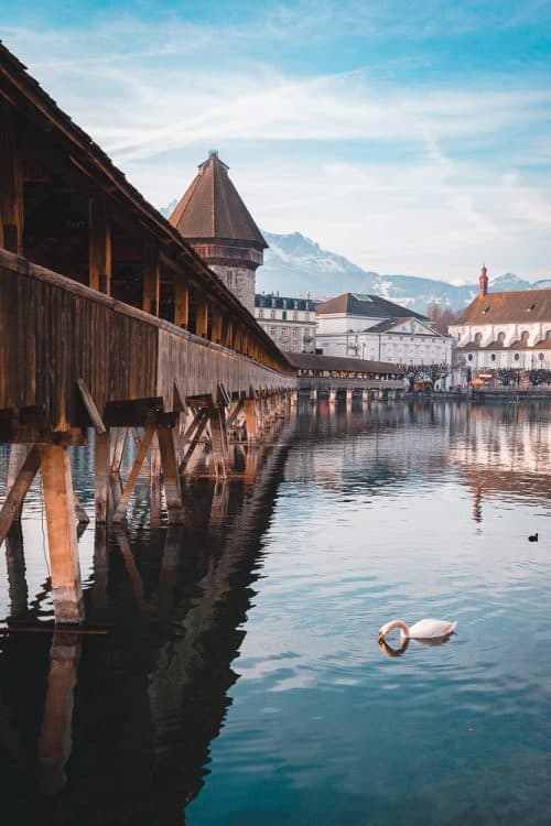 The BEST 8 Day Switzerland Itinerary For First-Timers (2025) 7 Swan near the Chapel Bridge on calm lake