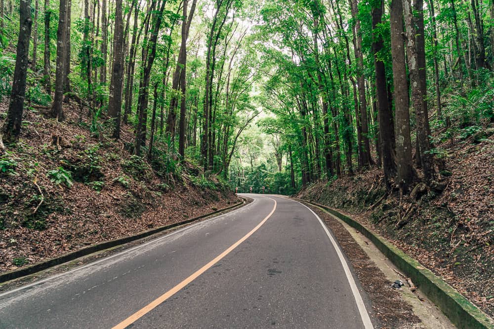 Man Made Forest Bohol, Philippines - Visitor's Guide 1 bilar man made forest, bilar man-made forest, loboc man made forest, bilar forest, man made forest bohol, man made forest in bohol