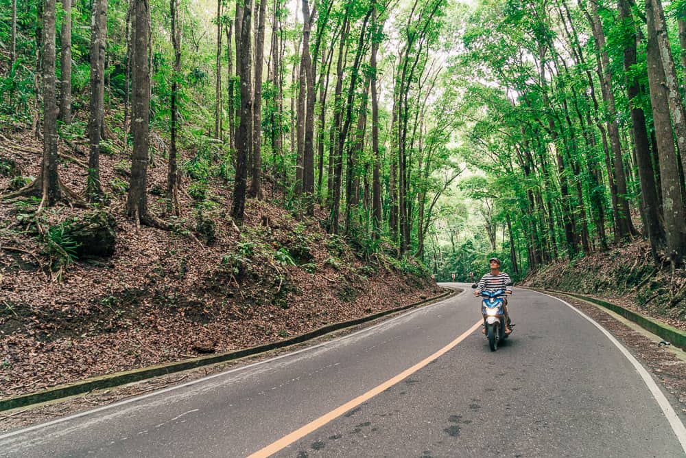 bilar man made forest, bilar man-made forest, loboc man made forest, bilar forest, man made forest bohol, man made forest in bohol