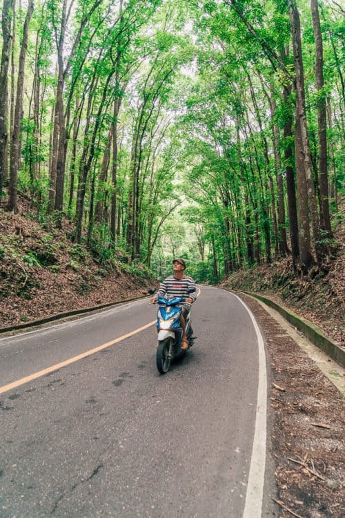 Man Made Forest Bohol, Philippines - Visitor's Guide 6 bilar man made forest, bilar man-made forest, loboc man made forest, bilar forest, man made forest bohol, man made forest in bohol