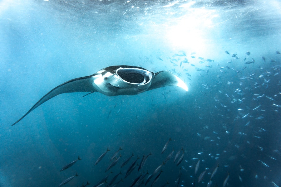manta point nusa penida, manta point nusa lembongan, manta point, nusa penida manta point, manta point bali, things to do in nusa lembongan