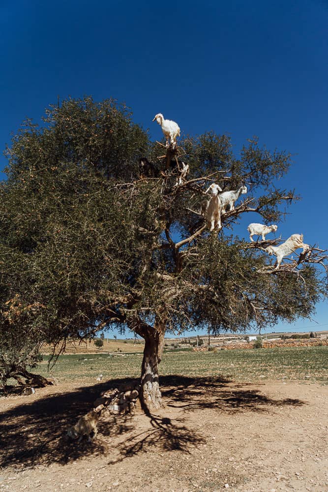 morocco itinerary, 10 days in morocco, morocco itinerary 10 days, best places to visit in morocco, best morocco tours, morocco travel blog, travel talk morocco, morocco travel itinerary, 10 days morocco itinerary, backpacking morocco