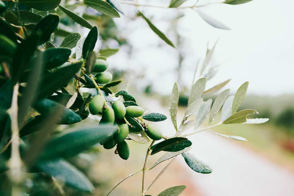 mendoza wine tours, mendoza wine, mendoza tours, wine tasting mendoza, argentina red wine, malbec wine argentina, mendoza wine region, best argentinian malbec, best wine tours mendoza, best argentinian wine, hotels in mendoza argentina, best wineries in mendoza, where to stay in mendoza, tour mendoza, things to do in mendoza, mendoza things to do, mendoza argentina map, where is mendoza, mendoza tour, mendoza wine argentina, best mendoza wines, best mendoza wineries, argentina mendoza weather, wine tours mendoza