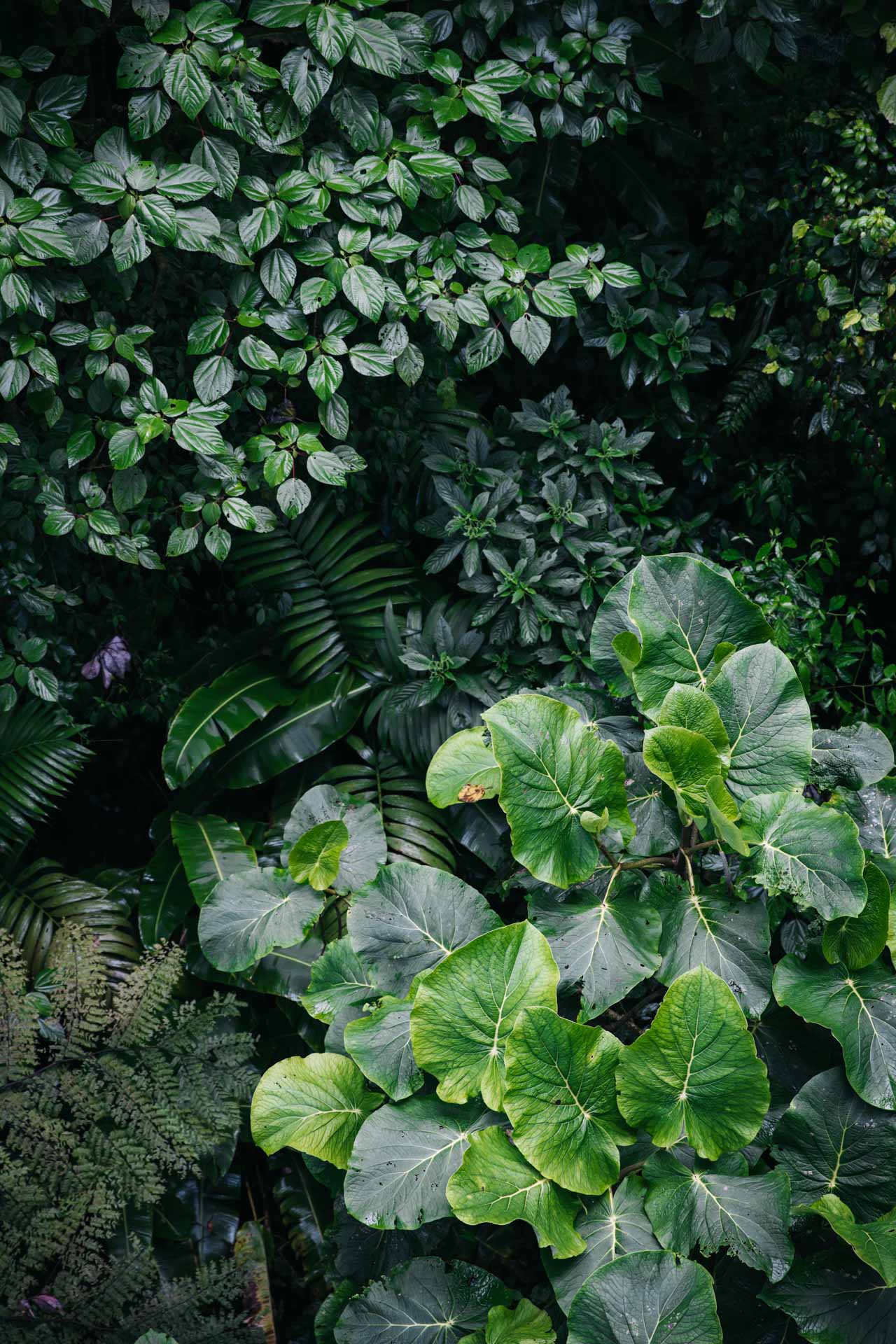 things to do in monteverde, monteverde costa rica, best things to do in monteverde, what to do in monteverde