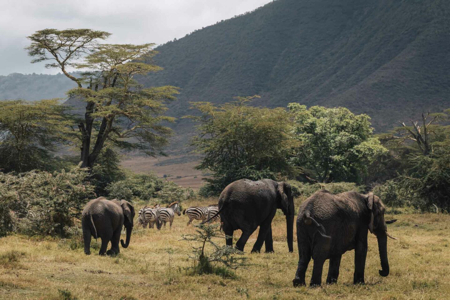 3 day tanzania safari, 3 day safari tanzania