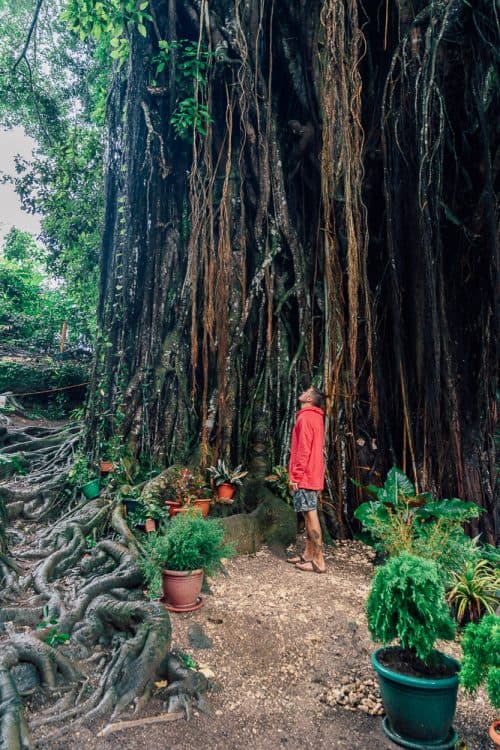 3 Day Siquijor Itinerary - The Ultimate Guide 10 century old balete tree, century old balete tree siquijor, enchanted tree siquijor, enchanted balate tree siquijor, old tree siquijor, balete tree siquijor