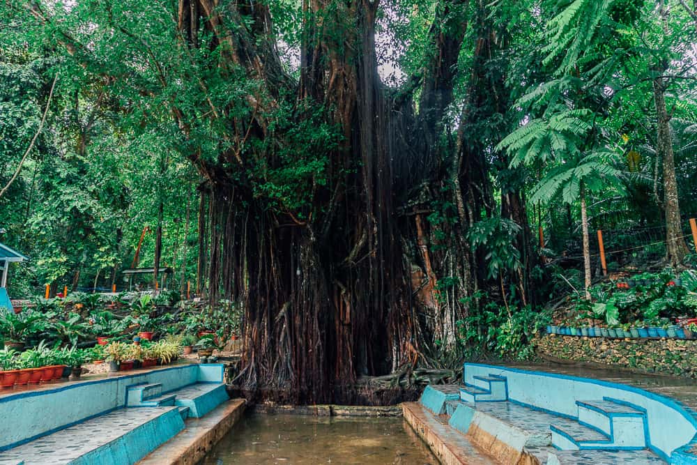 century old balete tree, century old balete tree siquijor, enchanted tree siquijor, enchanted balate tree siquijor, old tree siquijor, balete tree siquijor