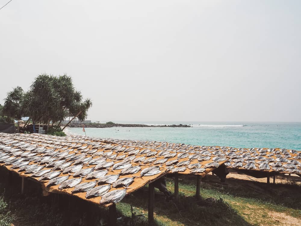 sri lanka beaches, midigama sri lanka, midigama beach sri lanka, midigama surf, midigama surf sri lanka, surfing sri lanka, sri lanka surf