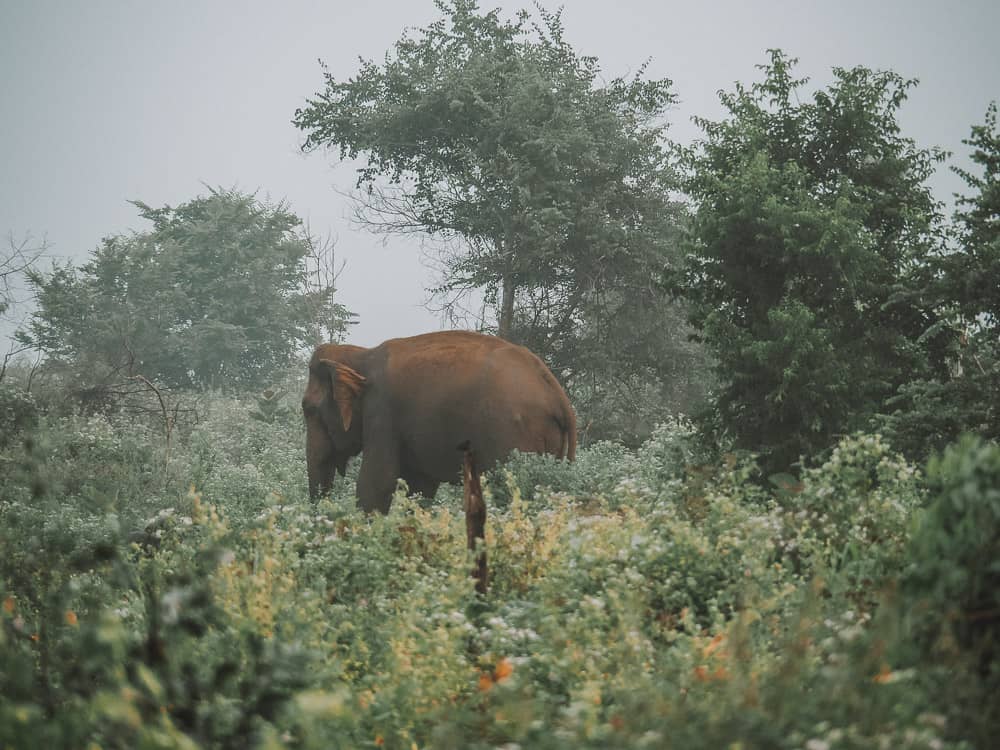 udawalawe safari, udawalawe safari tour, udawalawe national park, udawalawe, uda walawe, udawalawe safari price, udawalawe accommodation, sri lanka safari, udawalawe national park accommodation, udawalawe national park jeep safari