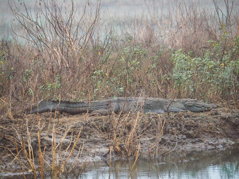 udawalawe safari, udawalawe safari tour, udawalawe national park, udawalawe, uda walawe, udawalawe safari price, udawalawe accommodation, sri lanka safari, udawalawe national park accommodation, udawalawe national park jeep safari