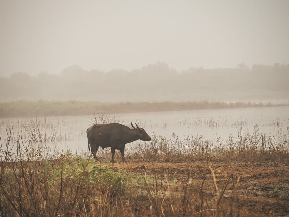 udawalawe safari, udawalawe safari tour, udawalawe national park, udawalawe, uda walawe, udawalawe safari price, udawalawe accommodation, sri lanka safari, udawalawe national park accommodation, udawalawe national park jeep safari