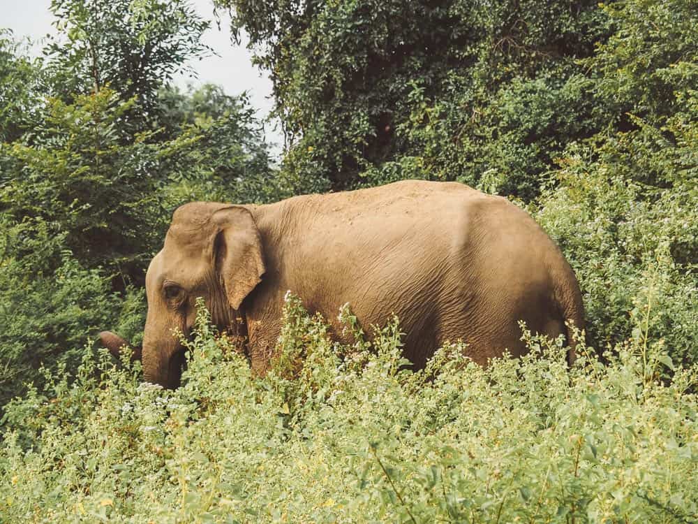 udawalawe safari, udawalawe safari tour, udawalawe national park, udawalawe, uda walawe, udawalawe safari price, udawalawe accommodation, sri lanka safari, udawalawe national park accommodation, udawalawe national park jeep safari