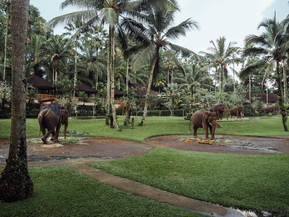 elephant sanctuary bali, elephant safari park bali, elephant safari bali, elephant park bali, bali safari park, elephant ride bali, elephant bali, elephant safari park bali price, elephant safari, elephant safari park ubud, elephant safari ubud, elephant park ubud, elephant sanctuary ubud, elephant ride ubud, elephant lodge bali, taro elephant park bali, elephant tour bali, taro elephant park