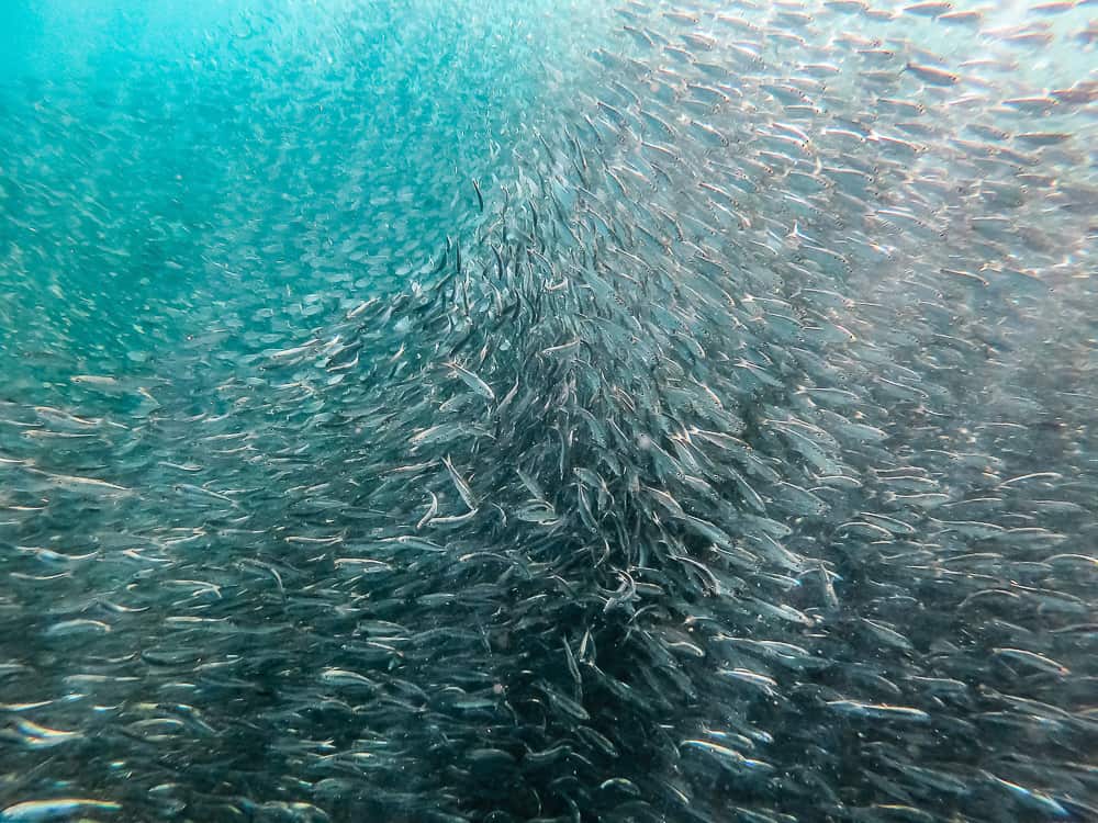 sardines