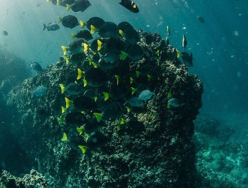 sayulita tours, day trips from sayulita, sayulita excursions, tours sayulita