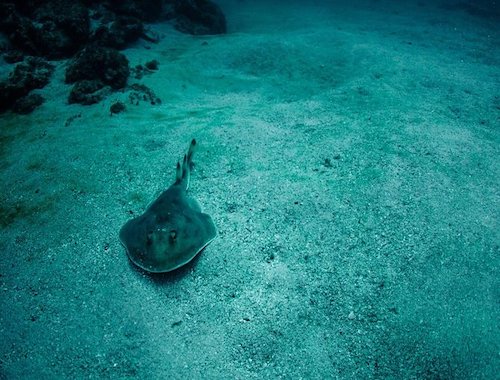 Snorkel in Marietas Island