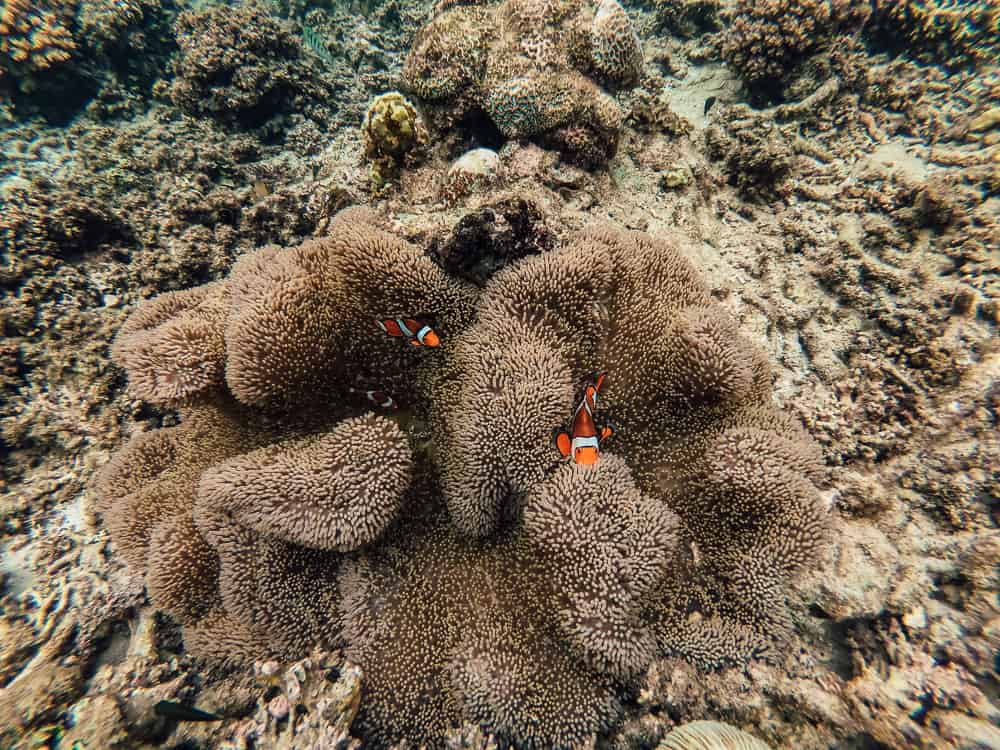 sunken cemetery camiguin, underwater cemetery, camiguin underwater cemetery, camiguin island cemetery, camiguin island sunken cemetery, underwater cemetery philippines, sunken cemetery in camiguin, camiguin sunken cemetery, sunken cemetery camiguin island, sunken cemetery of camiguin island, camiguin sunken cemetery history, underwater cemetery camiguin, sunken cemetery philippines, camiguin tourist spots