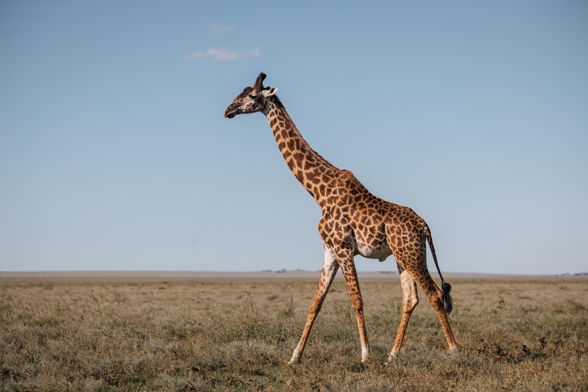 tanzania safari, 5 day tanzania safari, tanzania safari tour, best tanzania safari