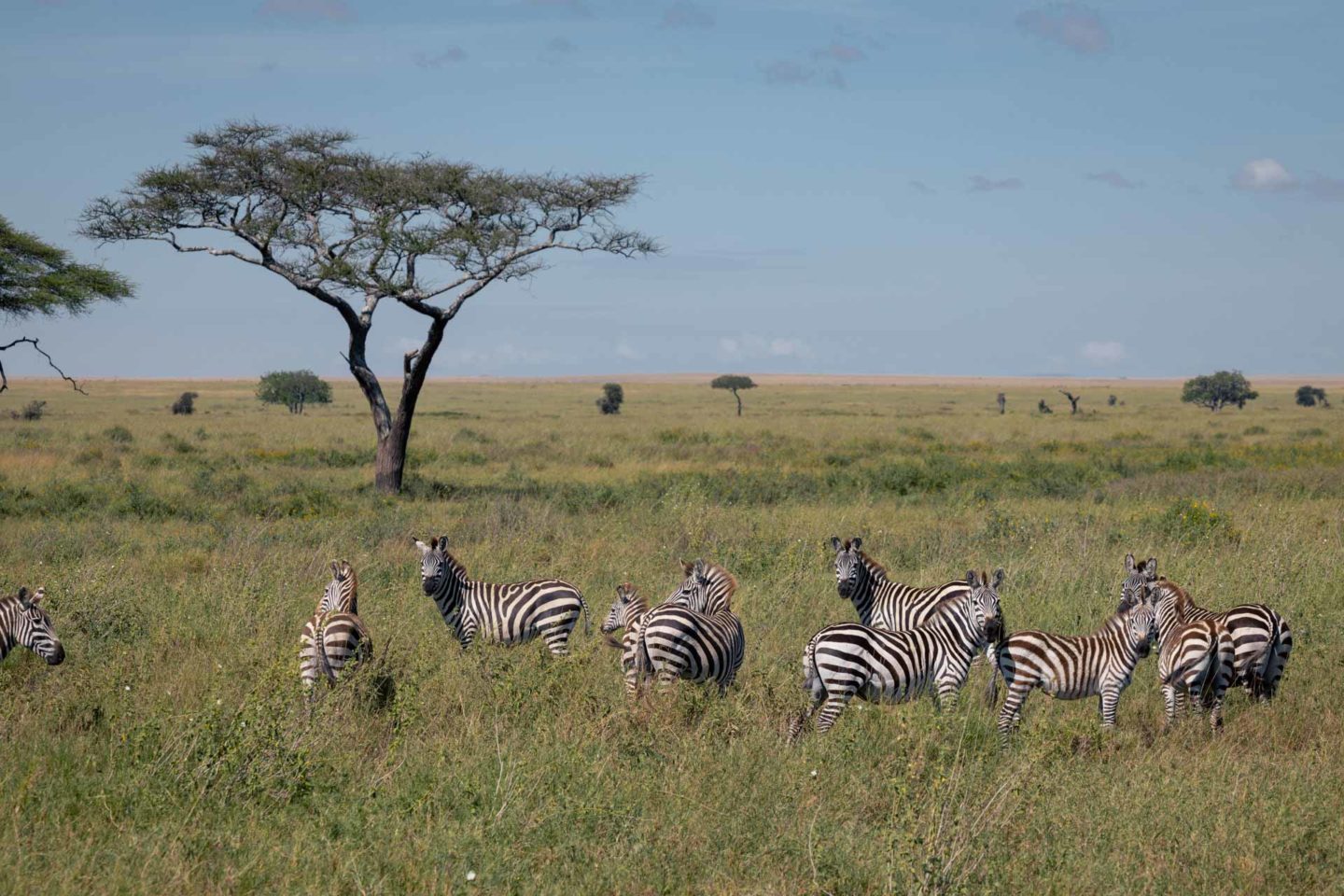 3 day tanzania safari, 3 day safari tanzania