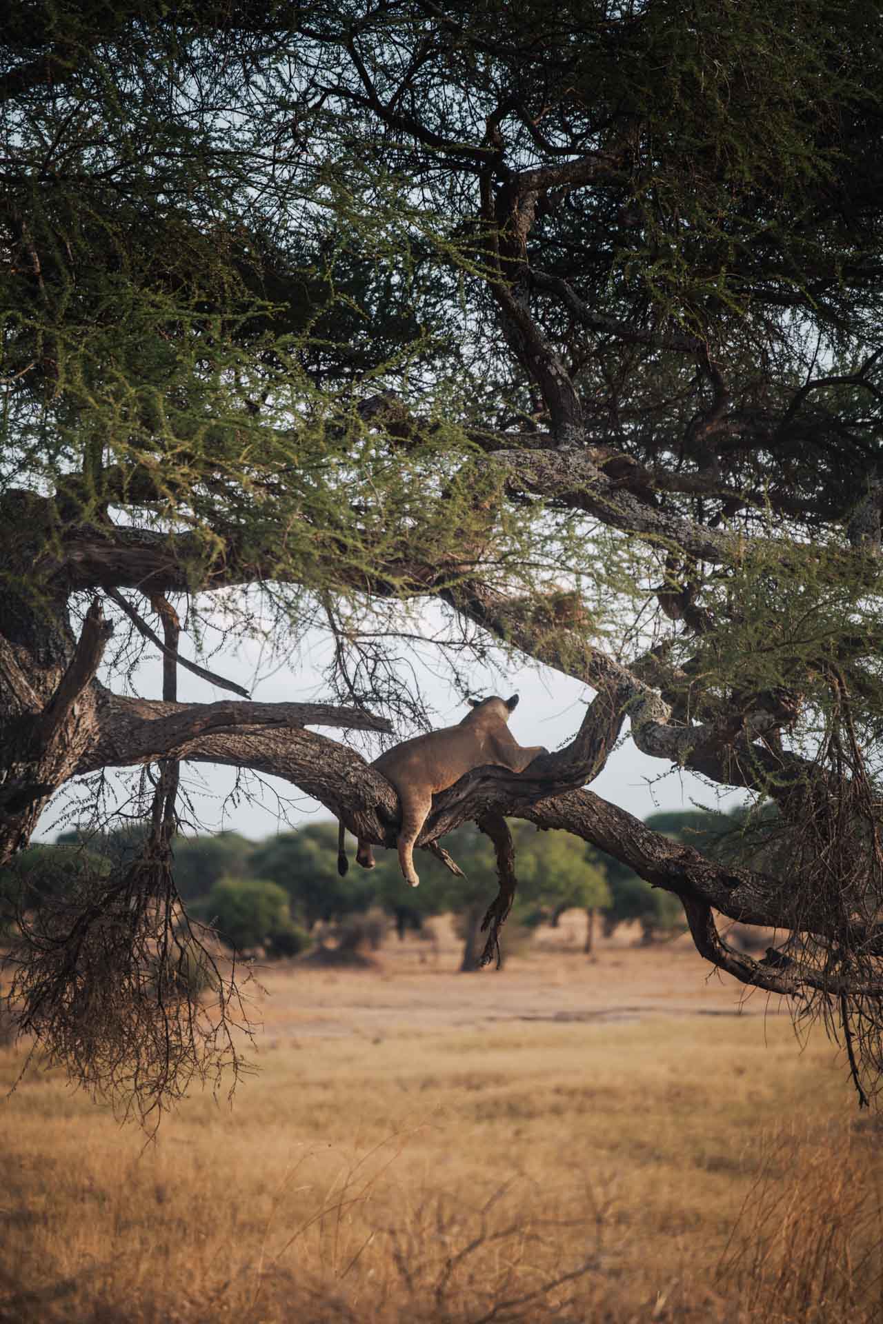 tarangire safari, safari tarangire, safari in tarangire, tarangire national park, tarangire tanzania
