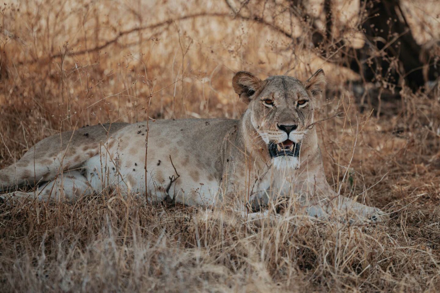 tarangire safari, safari tarangire, safari in tarangire, tarangire national park, tarangire tanzania, 3 day tanzania safari, 3 day safari tanzania