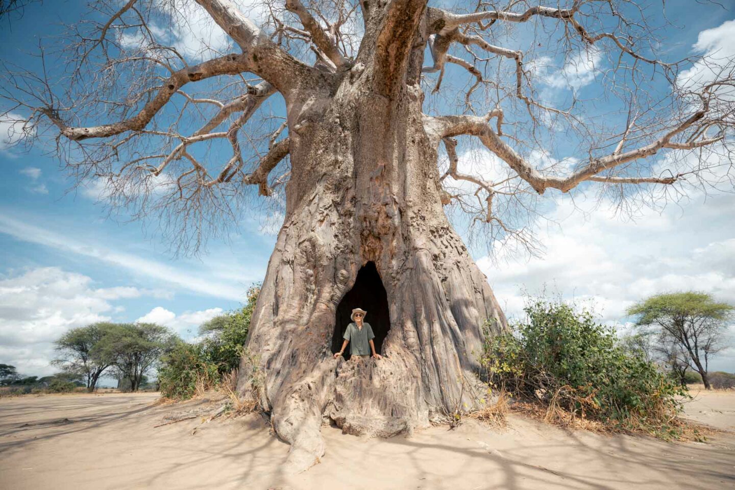 tarangire safari, safari tarangire, safari in tarangire, tarangire national park, tarangire tanzania, 3 day tanzania safari, 3 day safari tanzania