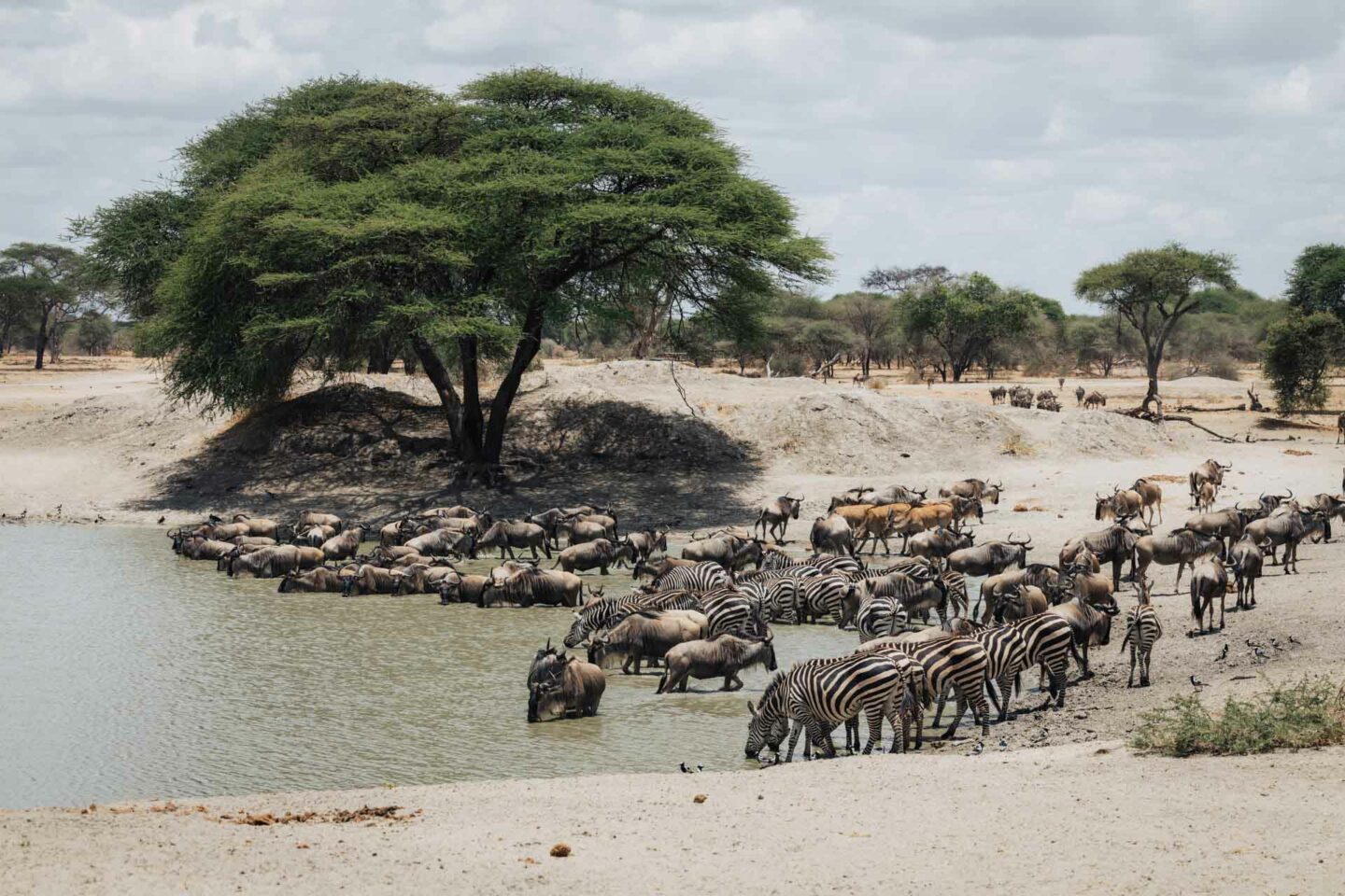 The BEST 3 Day Tanzania Safari To Book In 2025 1 tarangire safari, safari tarangire, safari in tarangire, tarangire national park, tarangire tanzania, 3 day tanzania safari, 3 day safari tanzania