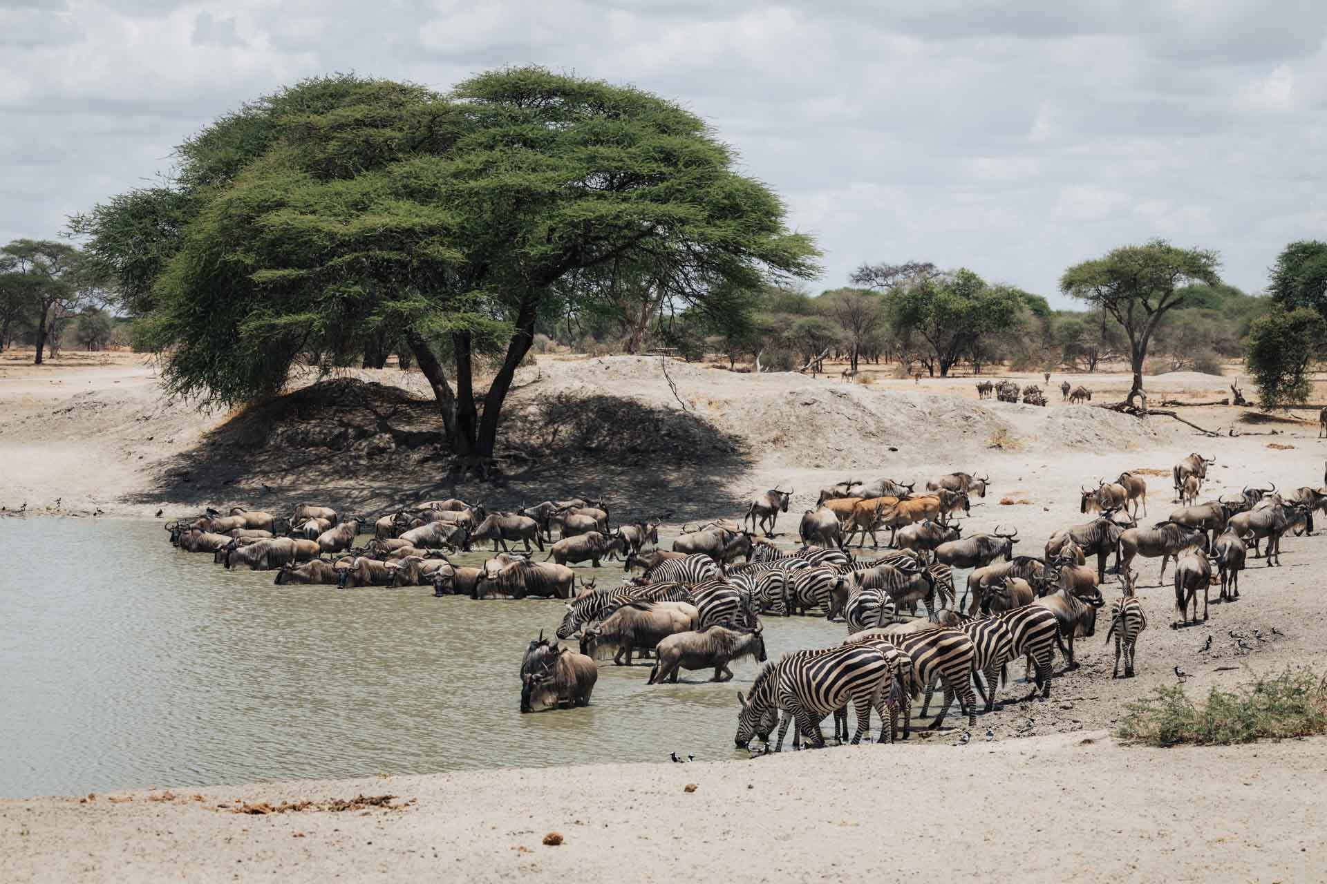 tarangire safari, safari tarangire, safari in tarangire, tarangire national park, tarangire tanzania