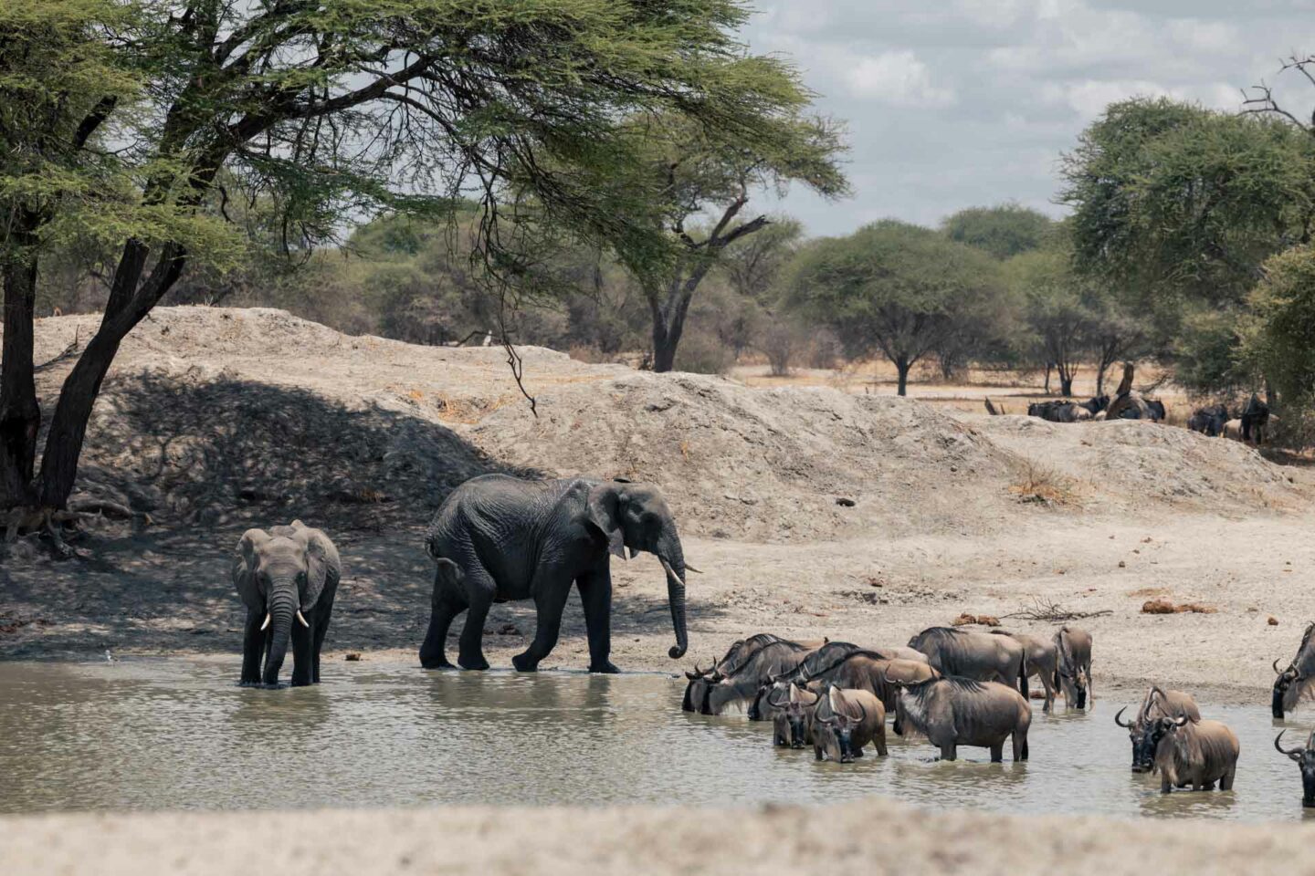 tarangire safari, safari tarangire, safari in tarangire, tarangire national park, tarangire tanzania, 3 day tanzania safari, 3 day safari tanzania