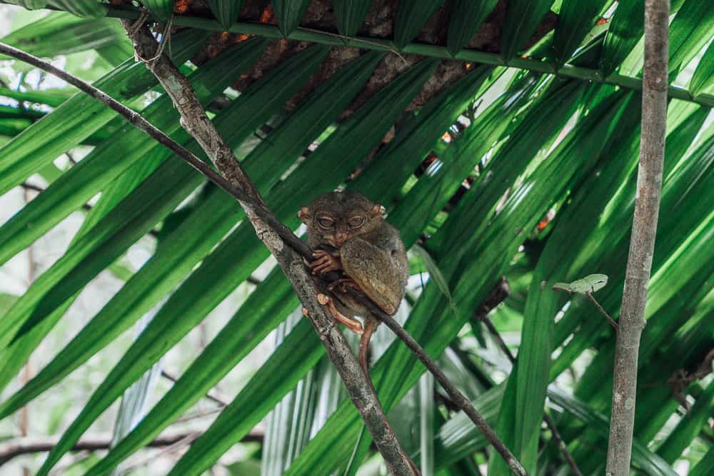 tarsier sanctuary bohol, tarsier bohol, tarsier in bohol, bohol tarsier, tarsier monkey, tarsier sanctuary, tarsier conservation area, what is a tarsier, tarsier pictures, tarsier sanctuary in bohol, tarsier monkey bohol, philippines tarsier sanctuary, bohol tarsier sanctuary, tarsier eyes, tarsier images, tarsier philippines