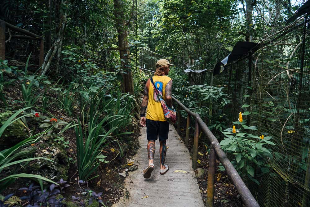 tarsier sanctuary bohol, tarsier bohol, tarsier in bohol, bohol tarsier, tarsier monkey, tarsier sanctuary, tarsier conservation area, what is a tarsier, tarsier pictures, tarsier sanctuary in bohol, tarsier monkey bohol, philippines tarsier sanctuary, bohol tarsier sanctuary, tarsier eyes, tarsier images, tarsier philippines