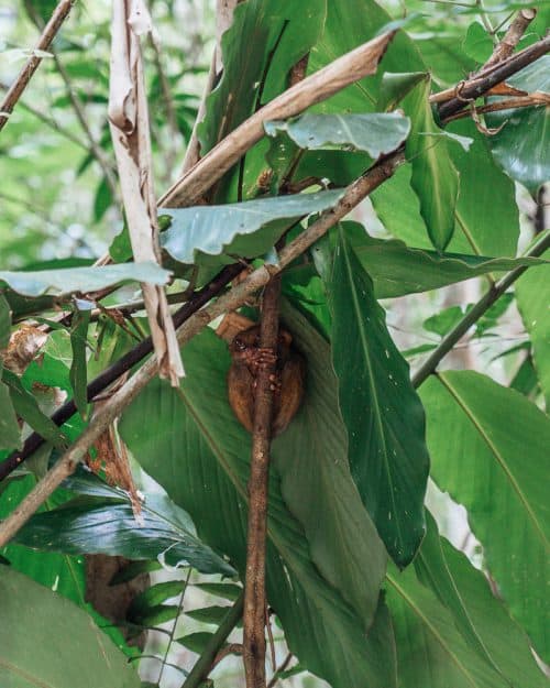 tarsier sanctuary bohol, tarsier bohol, tarsier in bohol, bohol tarsier, tarsier monkey, tarsier sanctuary, tarsier conservation area, what is a tarsier, tarsier pictures, tarsier sanctuary in bohol, tarsier monkey bohol, philippines tarsier sanctuary, bohol tarsier sanctuary, tarsier eyes, tarsier images, tarsier philippines