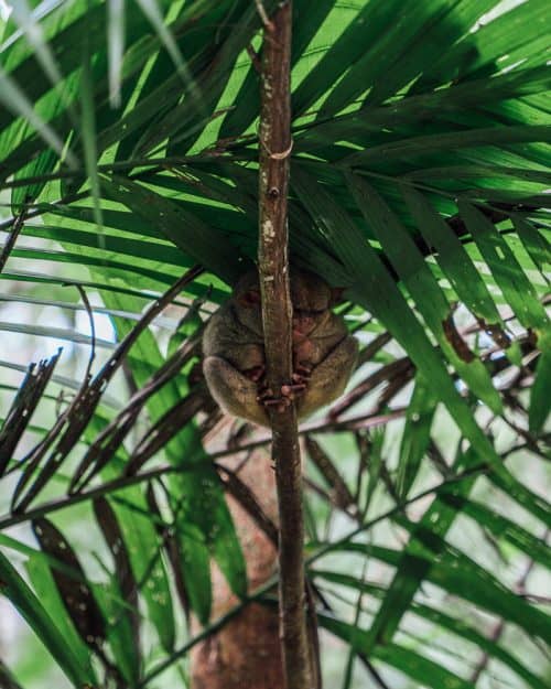 tarsier sanctuary bohol, tarsier bohol, tarsier in bohol, bohol tarsier, tarsier monkey, tarsier sanctuary, tarsier conservation area, what is a tarsier, tarsier pictures, tarsier sanctuary in bohol, tarsier monkey bohol, philippines tarsier sanctuary, bohol tarsier sanctuary, tarsier eyes, tarsier images, tarsier philippines