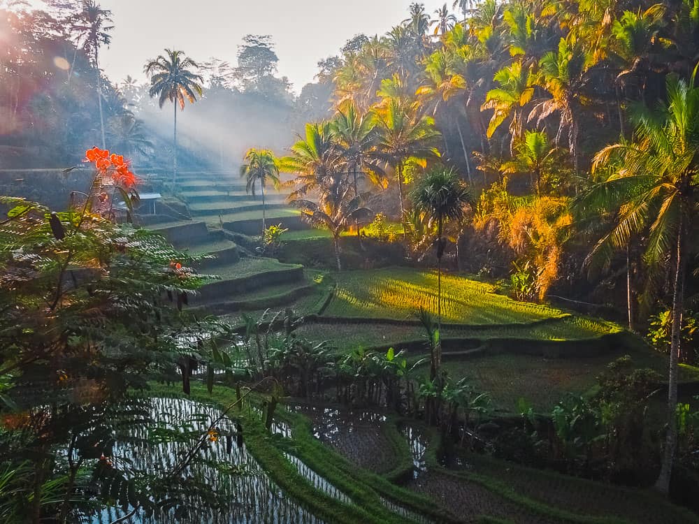 tegallalang rice terraces, tegallalang rice terrace, tegalalang rice terrace, tegalalang rice terrace, tegalalang ubud, tegallalang ubd, bali rice fields, bali rice terraces, ubud rice terraces, things to do ubud