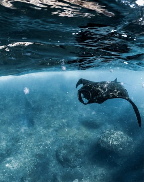 manta point nusa penida, manta point nusa lembongan, manta point, nusa penida manta point, manta point bali