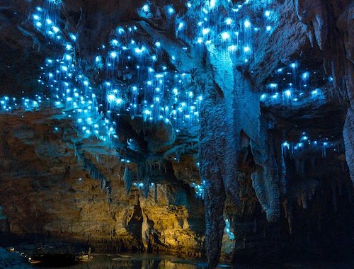 Waitomo Caves private tour