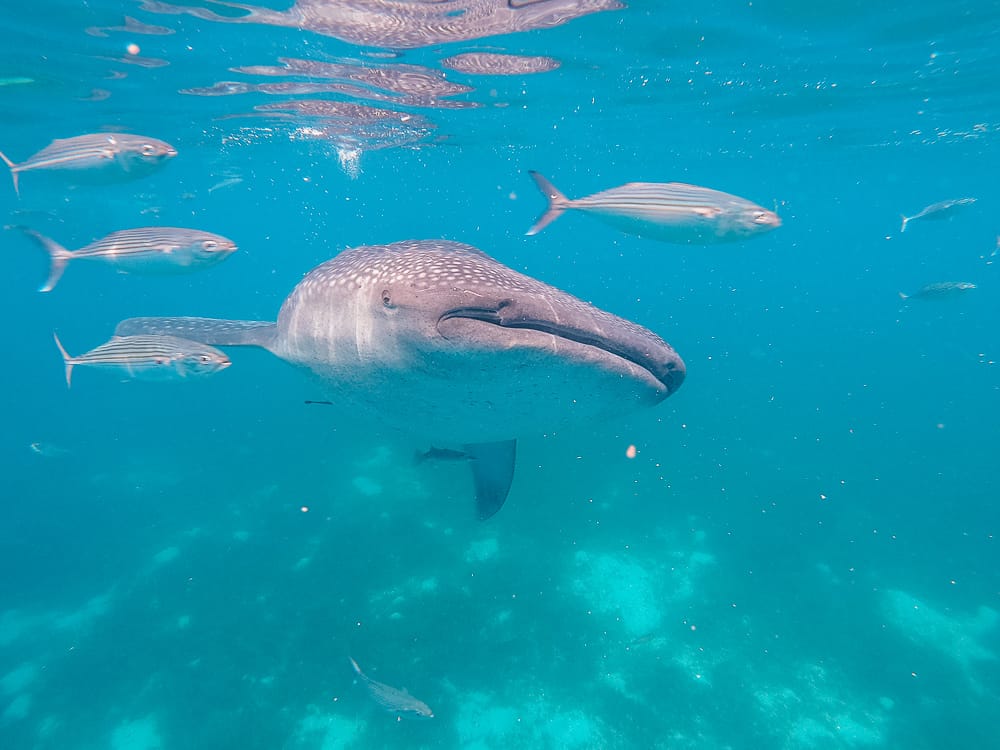 whale sharks cebu, whale shark cebu, swimming with whale sharks cebu , cebu whale shark tour, whale shark watching cebu, oslob cebu, oslob whale watching, oslob whale shark, where to stay in oslob, oslob whale shark watching, oslob whale shark tour, oslob cebu whale shark, cebu swim with whale sharks, swim with whale sharks cebu, swimming with whale sharks in cebu, whale shark in cebu, whale sharks oslob, oslob whale sharks, cebu whale shark, whale sharks in philippines