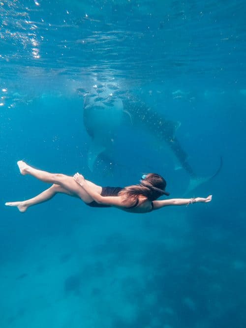 whale sharks cebu, whale shark cebu, swimming with whale sharks cebu , cebu whale shark tour, whale shark watching cebu, oslob cebu, oslob whale watching, oslob whale shark, where to stay in oslob, oslob whale shark watching, oslob whale shark tour, oslob cebu whale shark, cebu swim with whale sharks, swim with whale sharks cebu, swimming with whale sharks in cebu, whale shark in cebu, whale sharks oslob, oslob whale sharks, cebu whale shark, whale sharks in philippines